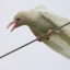 etherealcorvid