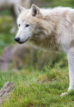 wild-diary: Arctic Wolf || Tambako