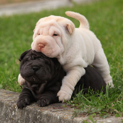 Cute shar pei puppies