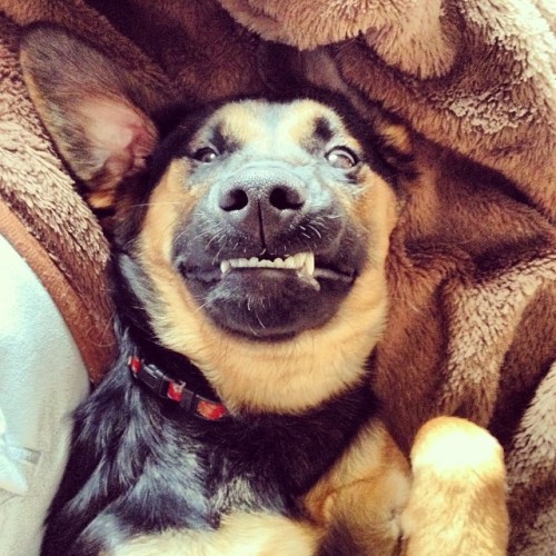 LMFAOO. Molly&rsquo;s belly rub face #feelsgoodman #uglydog #puppy #uglypuppy #dogsonig #puppygram