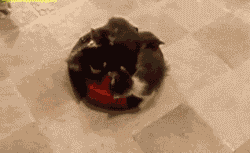 janedoodles:   grimmzai:  behindtheballs:  dreamsofchaos:  older-and-far-away:  If you are sad today, or hung over, or stressed out, or even if you are fine but could use a giggle, well…kittens on a roomba. NEVER NOT WONDERFUL.  be still my heart  WHEN