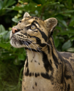 creatures-alive:   Clouded Leopard by Lee