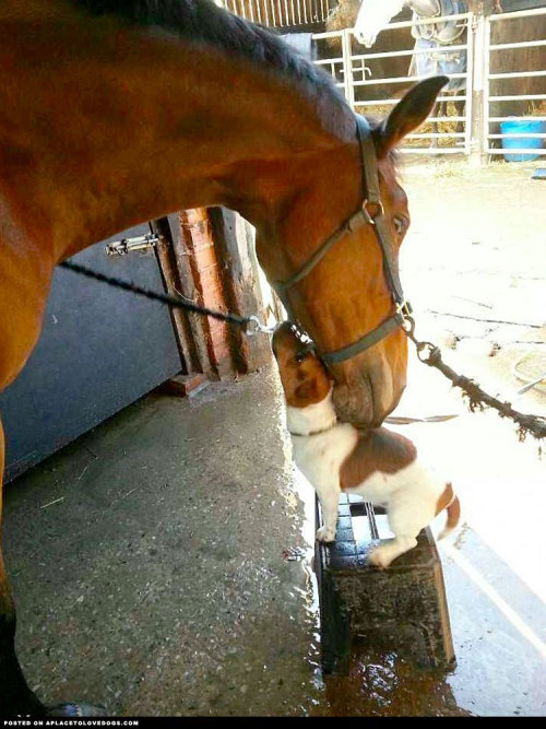 aplacetolovedogs: This dog and horse are best friends. I love you little doggie, I love you too big 