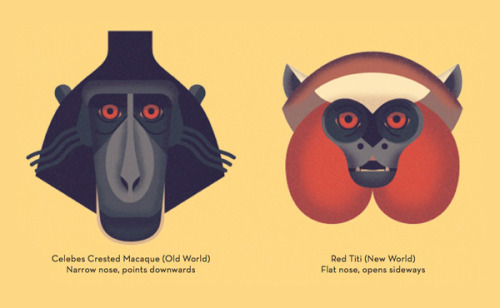 theolduvaigorge: Mad About Monkeys: A Loving Illustrated Encyclopedia of Weird and Wonderful Kindred