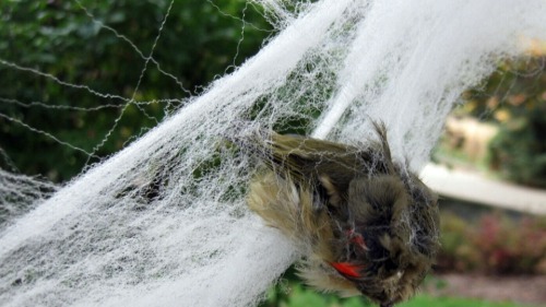 Hi Yall Quick Reminder- Please Don't Use Spiderweb Outside To Decorate This Year!!! It's A Severe Risk