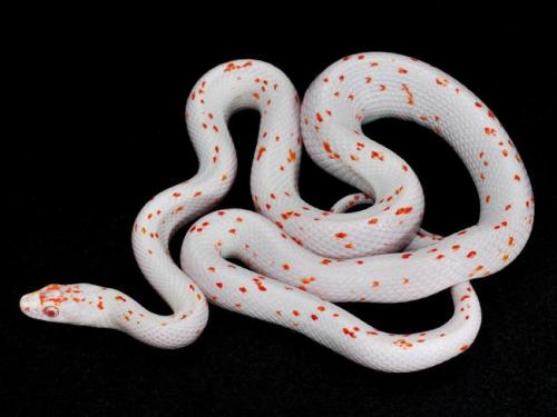 ainawgsd:piebald reptiles part 2, snakes Piebaldism (pi-bald-iz-m) is a genetic condition which re