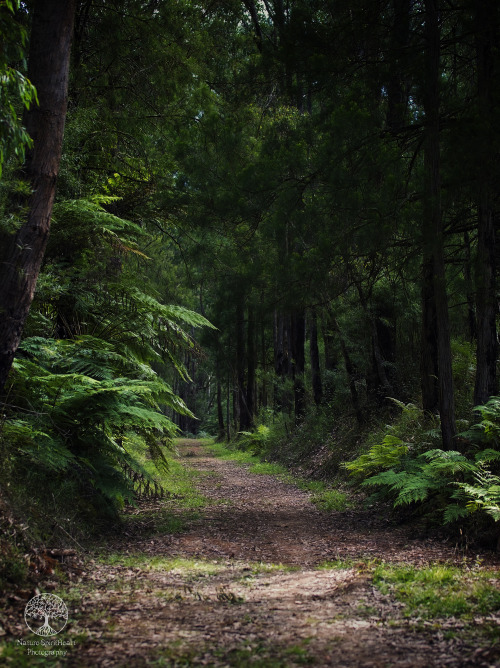 naturespiritheart: Forest Path (own)