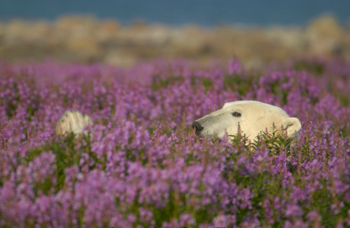 photos by (click pic) michael poliza, dennis fast and matthias brieter of polar bears amongst the fireweed in churchill, manitoba. the area has the largest, and most southerly, concentration of the animals on the planet. in late summer and early fall