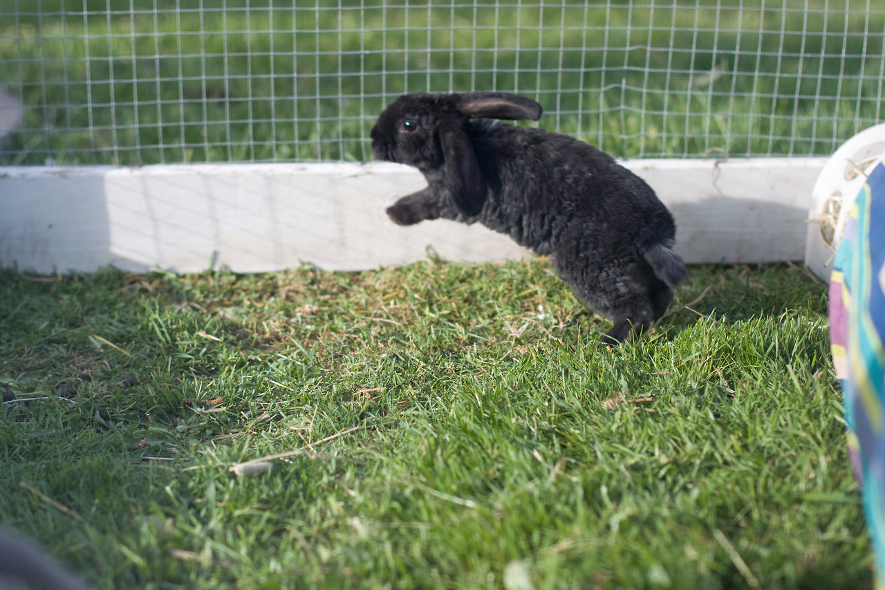 irmelinis:  Playful! Holland lop, black and rex coated