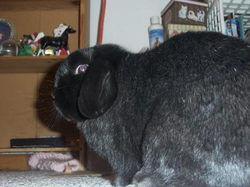 Just sitting here and minding my own business, until this black mass appears beside me and it’s my friggin’ rabbit, Jack. Suuure, scare the shit out of me, dude. Who’s going to keep filling your water bowl every time you tip it over,