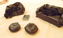 psychoanalyzeme-blog:  tiny puppies on tiny couches !  too cute