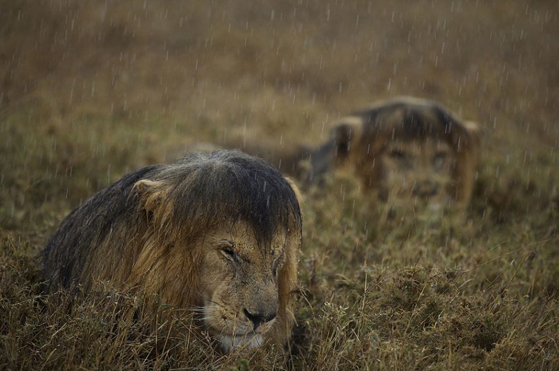 phototoartguy:  Wildlife Photographer of the Year 2013 33 Sharing a shower  COMMENDED: