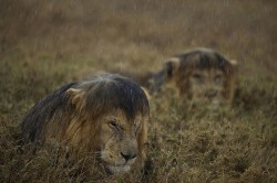 littlebigcon: falcon-fox-and-coyote:  nmpositive: moist bois OMG I’ve never seen wet lion manes. I never imagined this. OMG this is so much. I have so many feels. I love them all.     Lions when it rains:  