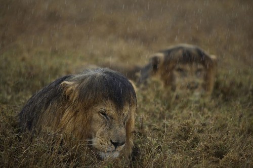 littlebigcon: falcon-fox-and-coyote:nmpositive: moist bois OMG I’ve never seen wet lion manes. I nev