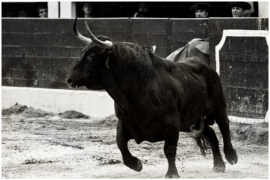 polemostasis:  El Toro 