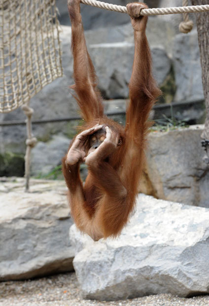 theanimalblog:  An orangutan plays at Hagenbeck zoo in Hamburg, Germany.  Picture: