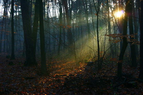 spotlight by sis.photography on Flickr.