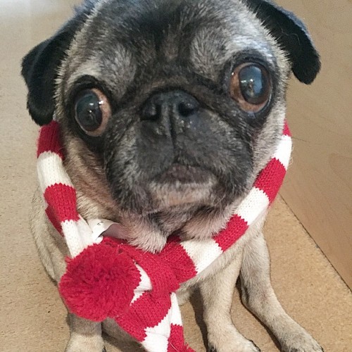 ihugpugs:  Dog Lover Shirts: http://bit.ly/1sIvs6I 