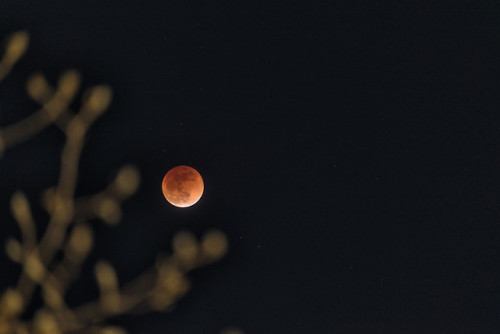 Last night’s super blue blood moon… and a tree.I’d wanted to go out with something in the ran