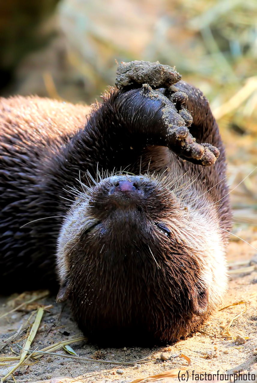 factorfourphoto:  Asian Small-Clawed Otter