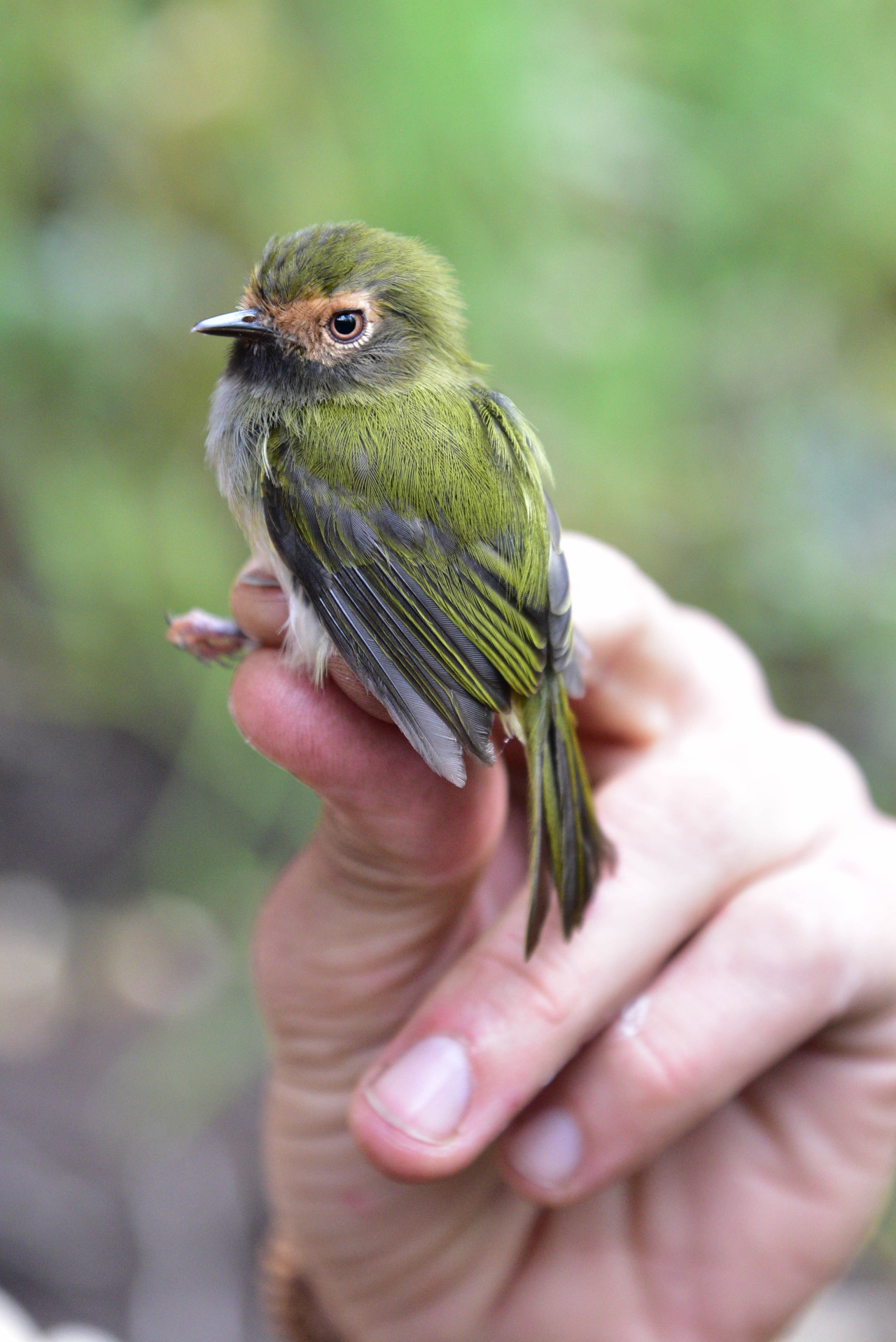 Black-throated Tody-tyrant, Hemitriccus granadensis
It’s pretty bizarre when a songbird you catch is smaller than even the hummingbirds, and that’s the case with this diminutive flycatcher!
(I found out how to connect my computer to the Internet! I...