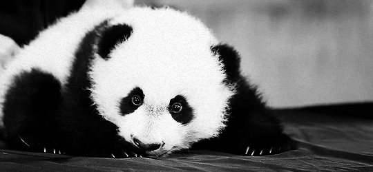 Panda S Love