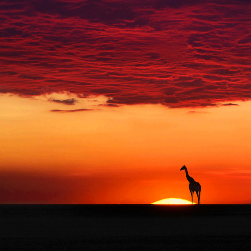 funnywildlife:  Africa. The only place on Earth to see the full majesty of nature.