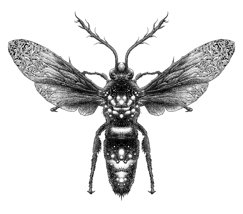 Giant Scoliid Wasp (2017)