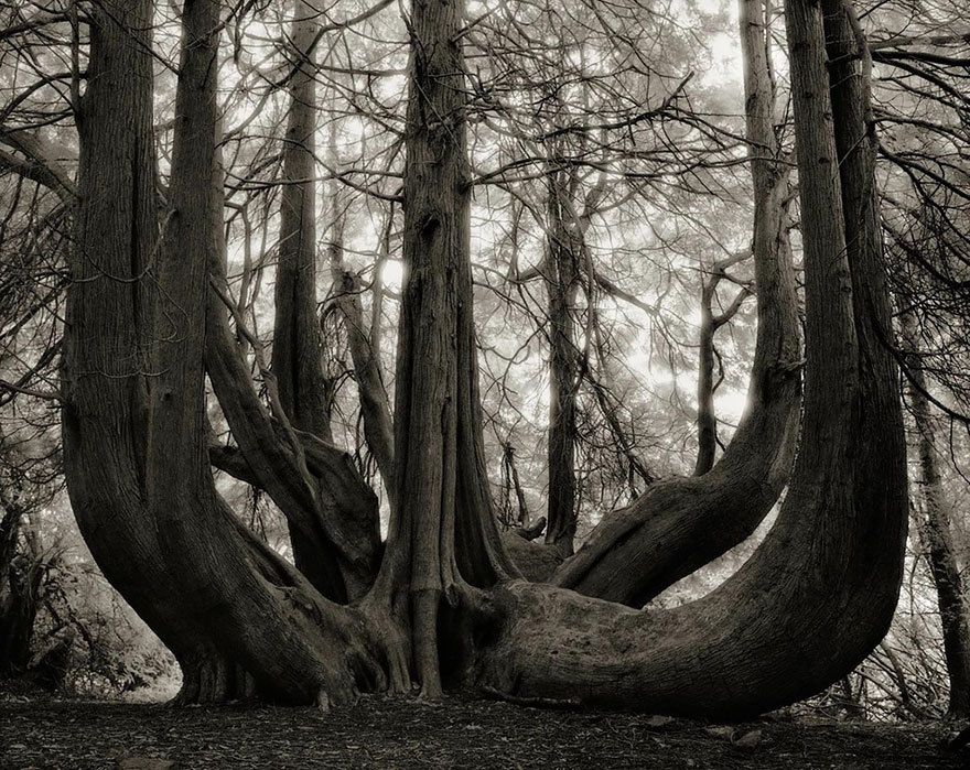 asylum-art-2:  Beth Moon  American  photographer Beth Moon has spent the past 14