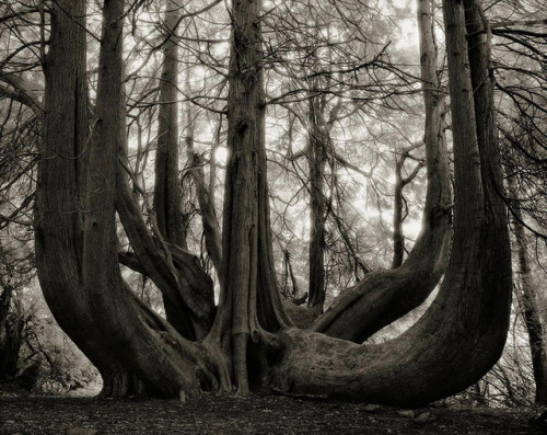 crossconnectmag:Ancient Trees: Beth Moon Spends 14 Years Photographing World’s Oldest TreesBeth Moon, a photographer based in San Francisco, has been searching  for the world’s oldest trees for the past 14 years. She has traveled all  around the globe