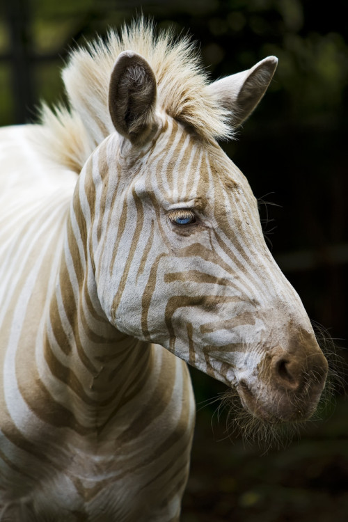 disappointing-horse:bittyblueeyes:meinefluchderzeit:animals with albinism - imgur.comand its opposit