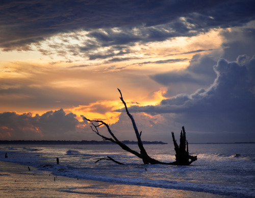 hueandeyephotography:  Sunrise at the Boneyard Beach at Botany Bay, Edisto Island, SC© Doug Hickok   More here… hue and eye tumblr