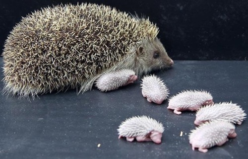 the-personal-quotes:  feeling sad? look at this baby animal blog!
