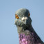 pigeonchildlikesprocrastinating