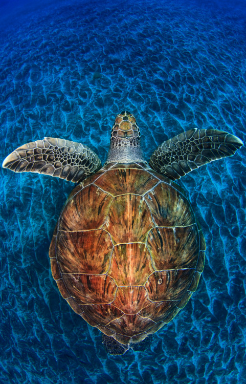 awkwardsituationist:photo by jordi chias of an endangered green sea turtle off the coast of teneri