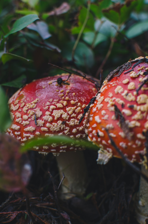 Fly Amanita (Amanita muscaria) Prints