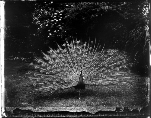 noirdelusion:  PEACOCK by SARAH MOON  porn pictures