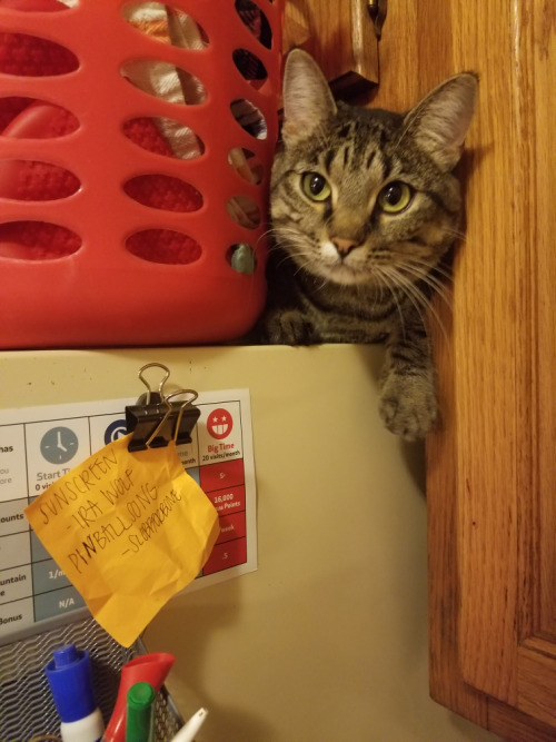 cutecatpics:In her fridge cave Source: frogEcho on catpictures.