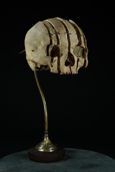 jack089:  Exploded and dissected skulls. Beauchene Skull - Mounted preparation of