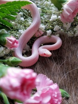bxtchyprincess:  This snake is prettier than me