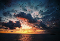 definitelydope:  Starling Murmuration at