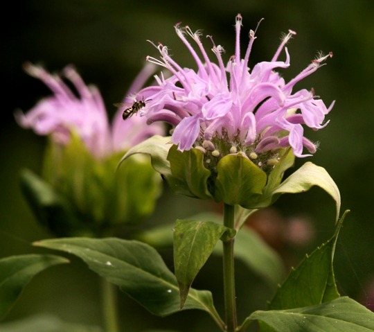 ....the balm for the bee