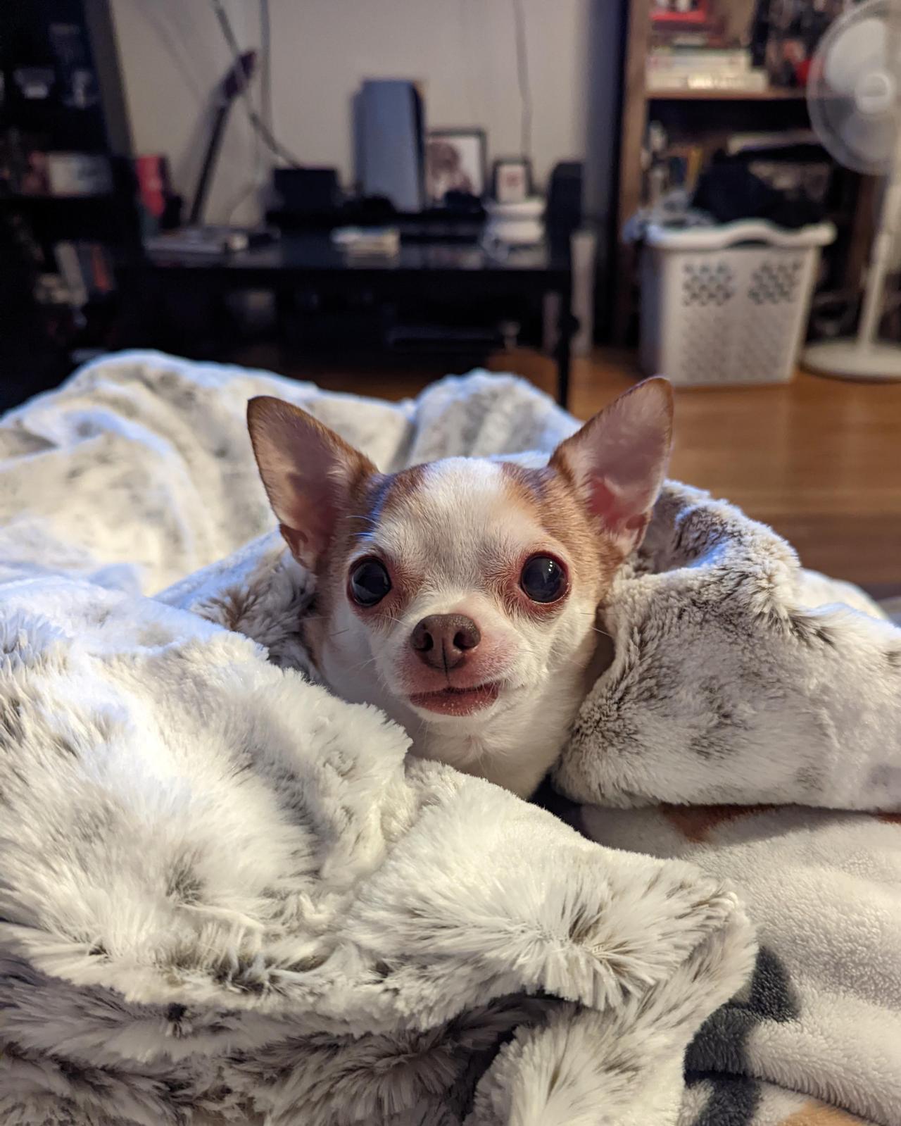 Tiko hasn't left my side since I got home from my septoplasty surgery today :) dogs are the best medicine!