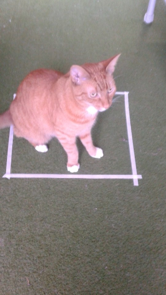 world-of-cats:  If you put a square on the ground, a cat will sit in it