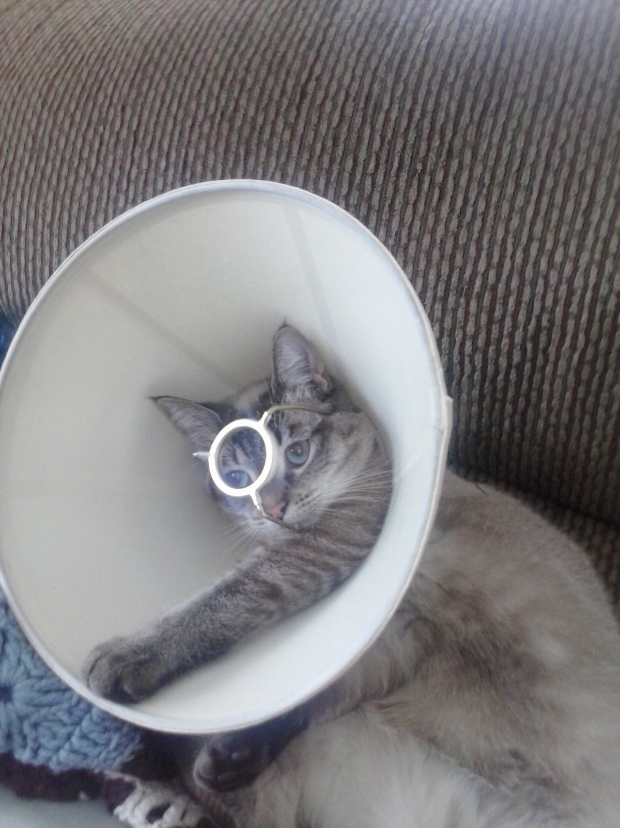 derpycats:  Toby partied too hard and got his head stuck in a lampshade.