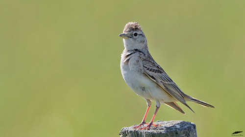 blogbirdfeather:Short-toed Lark - Calhandrinha-comum (Calandrella brachydactyla)Vila Franca de Xira/