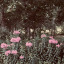 hazardblooms