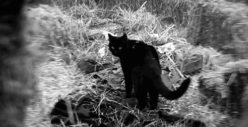 gert-oldlace: Salem in Chapter One: October Country“Such a pretty kitty. What’s your name?”