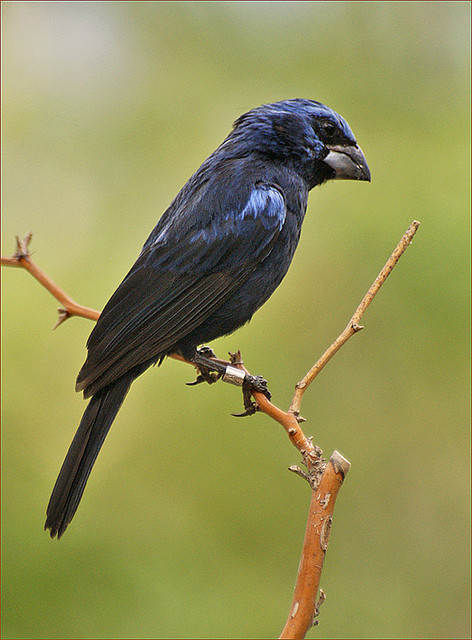 Ultramarine Grosbeak by Foto Martien on Flickr.Via Flickr: Male Ultramarine Grosbeak in Burgers Dese