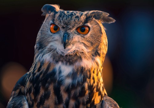 The Eurasian Eagle-Owl